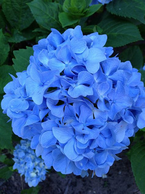 How to Change the Color of Hydrangeas | POPSUGAR Home UK