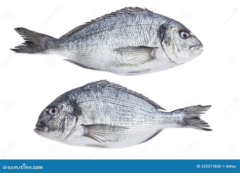 Dorado fish stock photo. Image of mediterranean, bream - 225571830