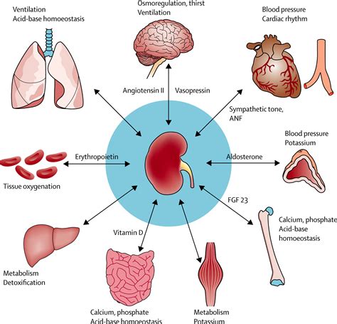 Pin on Med-Surg: Exam 2