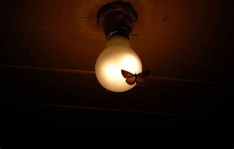 To Protect Moths—Turn Out the Lights! | Xerces Society