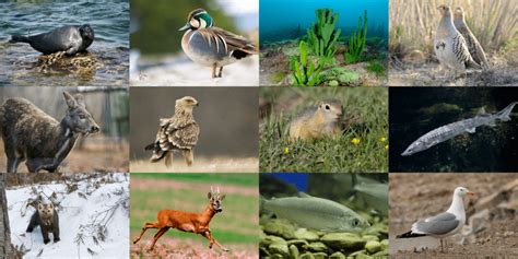 Animals of the Lake Baikal National Parks Quiz - By HugoNL2800