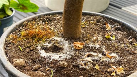 What Causes Mold On Houseplant Soil | Psoriasisguru.com