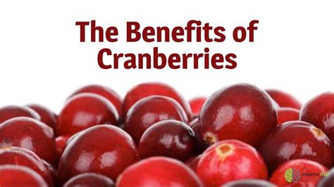 The Benefits of Cranberries | Cranberry benefits, Healthy tips, Cranberry