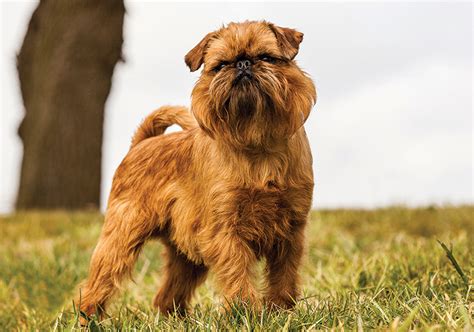 Griffon Bruxellois (Wire) Breeds