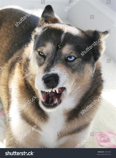 Snarling Dog Stock Photo 2695449 : Shutterstock