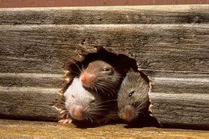 Causes and Signs of Mice Infestation: Find Out the Best Methods to ...