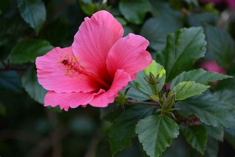 Hibiscus Varieties – How Many Kinds Of Hibiscus Are There | Hibiscus ...