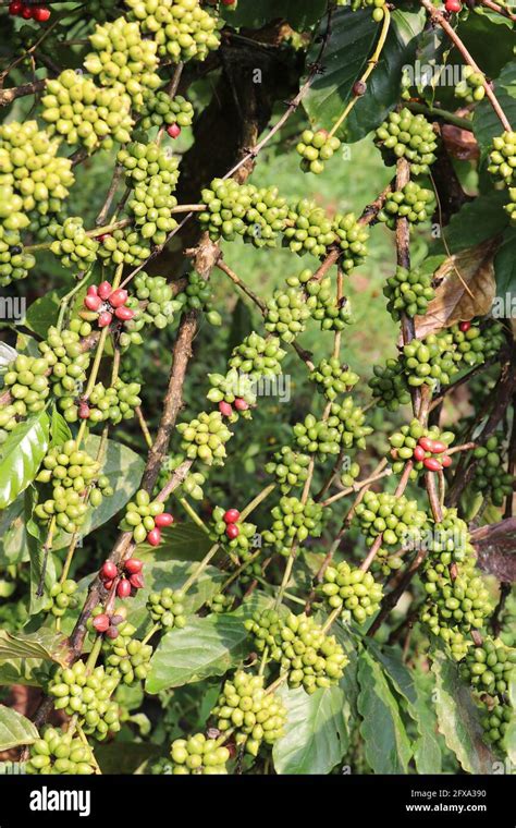 Robusta coffee cherry in branch. Large yield Robusta coffee plant Stock Photo - Alamy