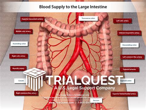 Blood Supply to the Large Intestine Illustration - TrialExhibits Inc.