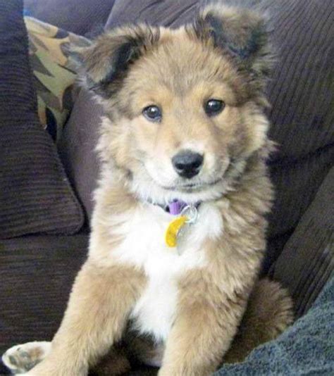 Golden Retriever Husky Mix For Sale Near Me