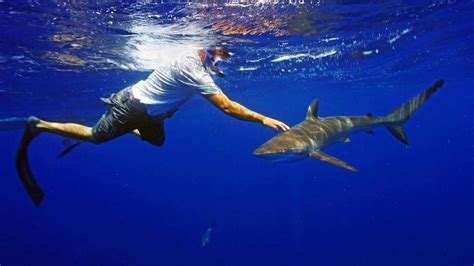 Shark Diving Trips | Daily Cage & Freedive adventures with Florida Sharks!