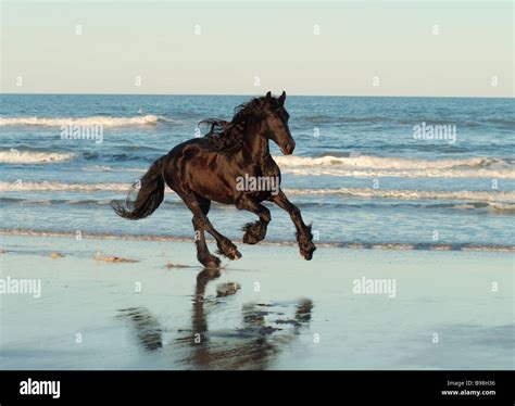 Black Horse Running On Beach