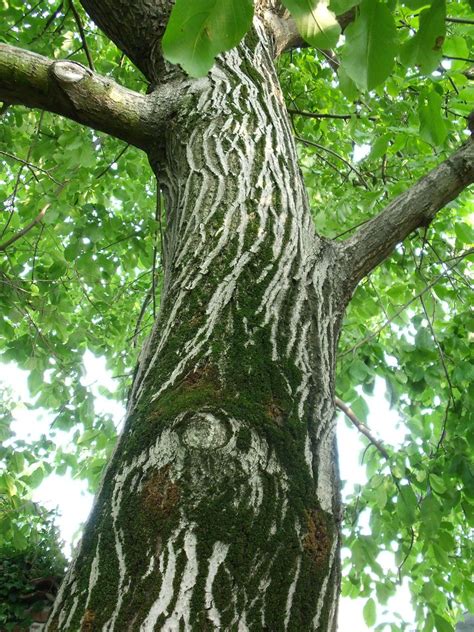 Walnut tree bark | Simona | Flickr