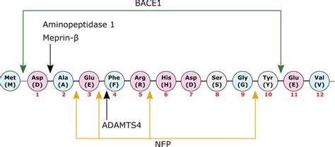 Sequence of the Aβ N-terminus with indicated cleavage sites and enzymes... | Download Scientific ...