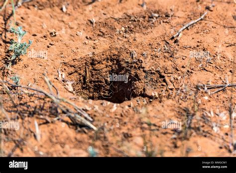 Richardson ground squirrel hi-res stock photography and images - Alamy