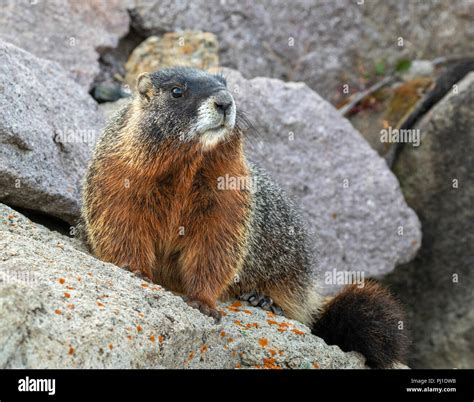 Yellow-bellied marmot (Marmota flaviventris) in rocky habitat, Yellowstone National Park ...