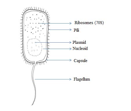 E Coli Diagram