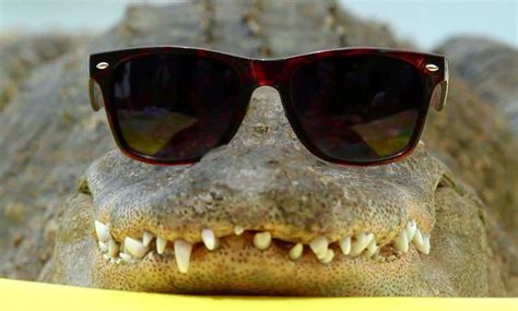 Alligator in glasses | Bicho de estimação, Estimação, Animais