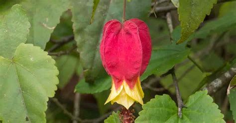 Abutilon Megapotamicum Care: Growing Trailing Flowering Maple