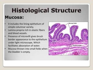 Gallbladder Histology