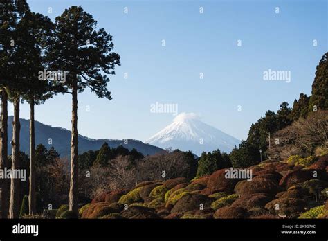 The breathtaking view of the snowy mount Fuji behind the autumn forest Stock Photo - Alamy