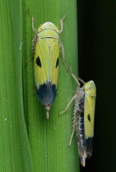 Green leafhopper - IRRI Rice Knowledge Bank