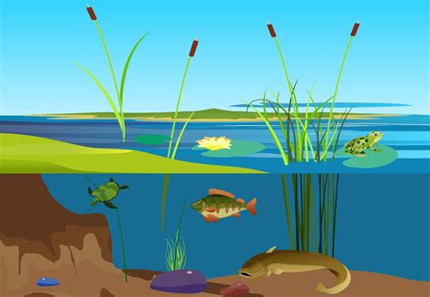 Climate Warming Causes Shift in Shallow Aquatic Ecosystems