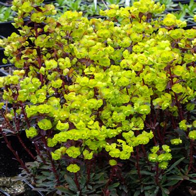 Euphorbia amygdaloides 'Purpurea' - Dorset Perennials