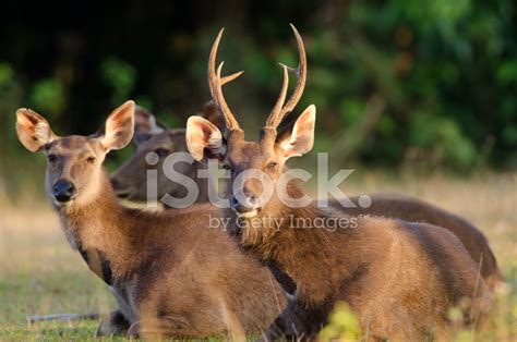 Sambar Deer- Thailand Stock Photo | Royalty-Free | FreeImages