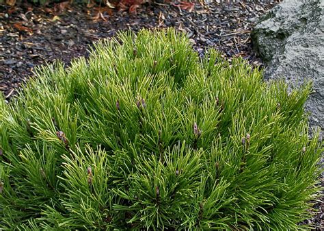 Pinus mugo 'Palouse' Dwarf Mugo Pine - Kigi Nursery