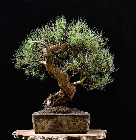 Walter Pall Bonsai Adventures: Ponderosa pine #2