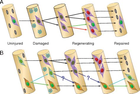 Figure 2 from All muscle satellite cells are equal, but are some more equal than others ...