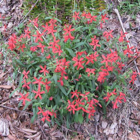 Caryophyllaceae – Floral Finds