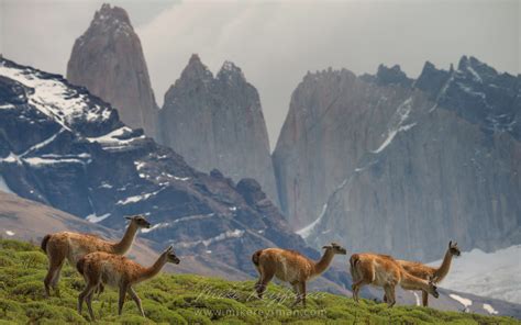 Horses are grazing on the beautiful background of Patagonian Andes. Torres del Paine National ...