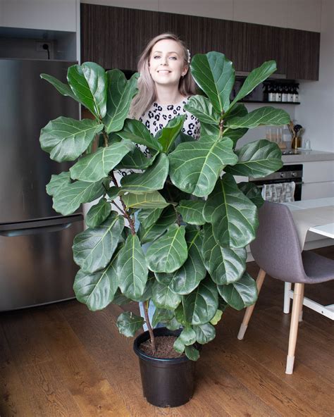 Fiddle leaf fig - warsdop