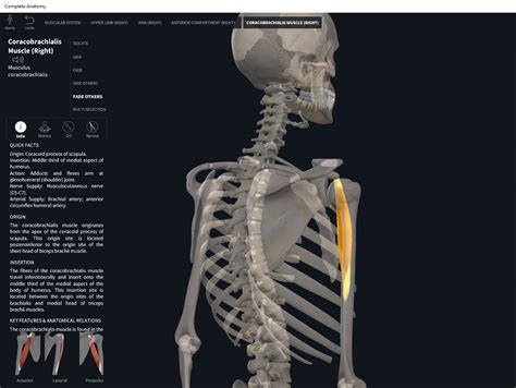 Muscles: Coracobrachialis. – Anatomy & Physiology