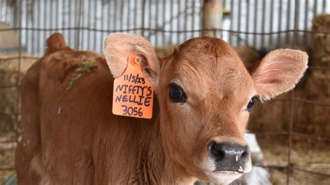 A new lease on dairy farm life | Seymour Telegraph