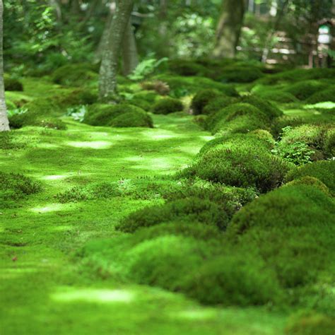 Japanese Moss Garden, Kyoto by Ippei Naoi