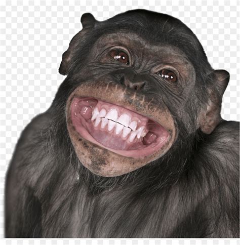 Free download | HD PNG ics of monkeys smiling happy birthday gemini monkey PNG transparent with ...