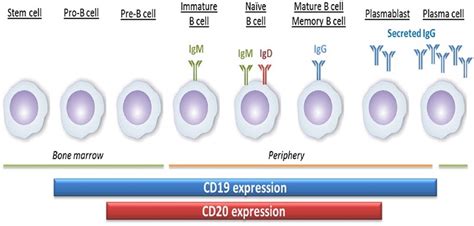 Antibody drug development: Targeting CD20 and CD3