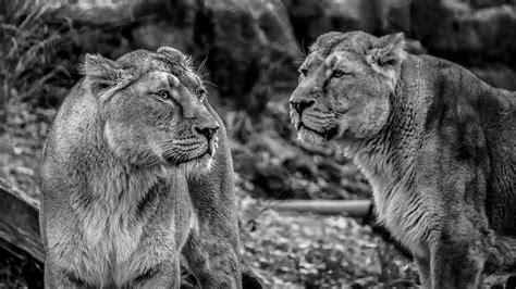lion, predator, big cat, safari, africa, animal world, lioness, south africa, national park ...