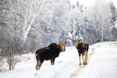 Wildlife Watch: Where are Voyageurs Wildlife in Winter? — Voyageurs Conservancy