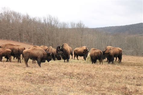 Maple Ridge Bison Ranch: Where the Buffalo Roam | Edible Western NY