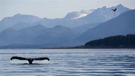 Alaska Wildlife - Alaska Animals & Marine Life - Princess Cruises