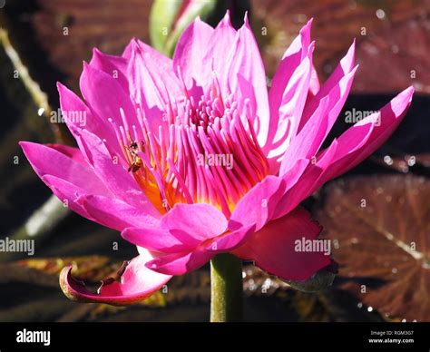 Japanese water lily hi-res stock photography and images - Alamy