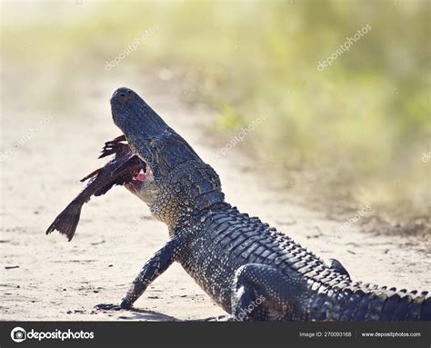 American alligator eating fish on a trail Stock Photo by ©svetas 270093168