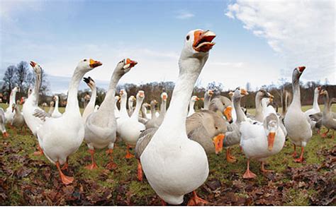 What Do Geese Eat – What Do Canadian Geese Eat