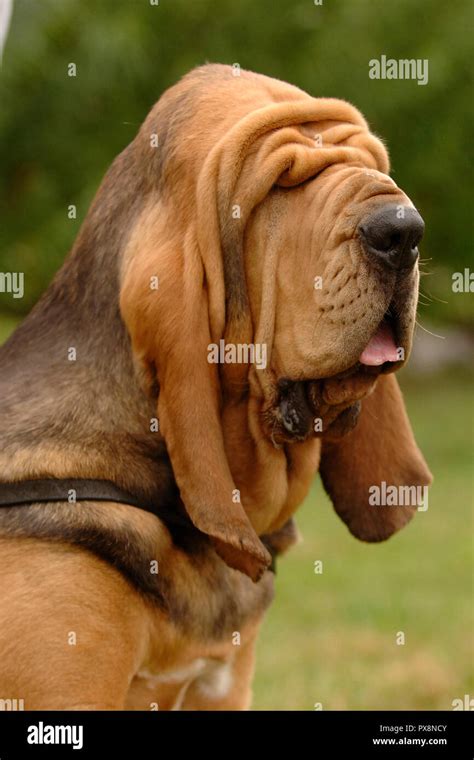 wrinkly bloodhound dog Stock Photo - Alamy