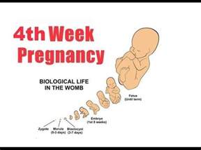 4 weeks pregnant symptoms - baby at 4 weeks - YouTube