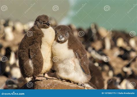 Two Juvenile Rockhopper Penguins Standing on a Stone Stock Image - Image of funny, cute: 107085775